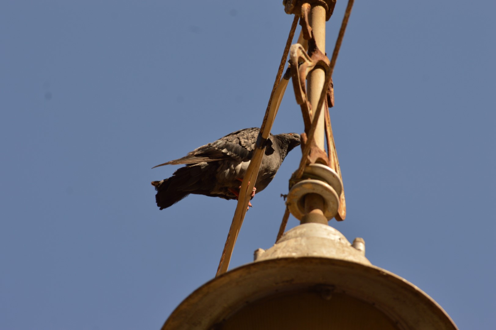 DSC_0211 (Büyük).JPG