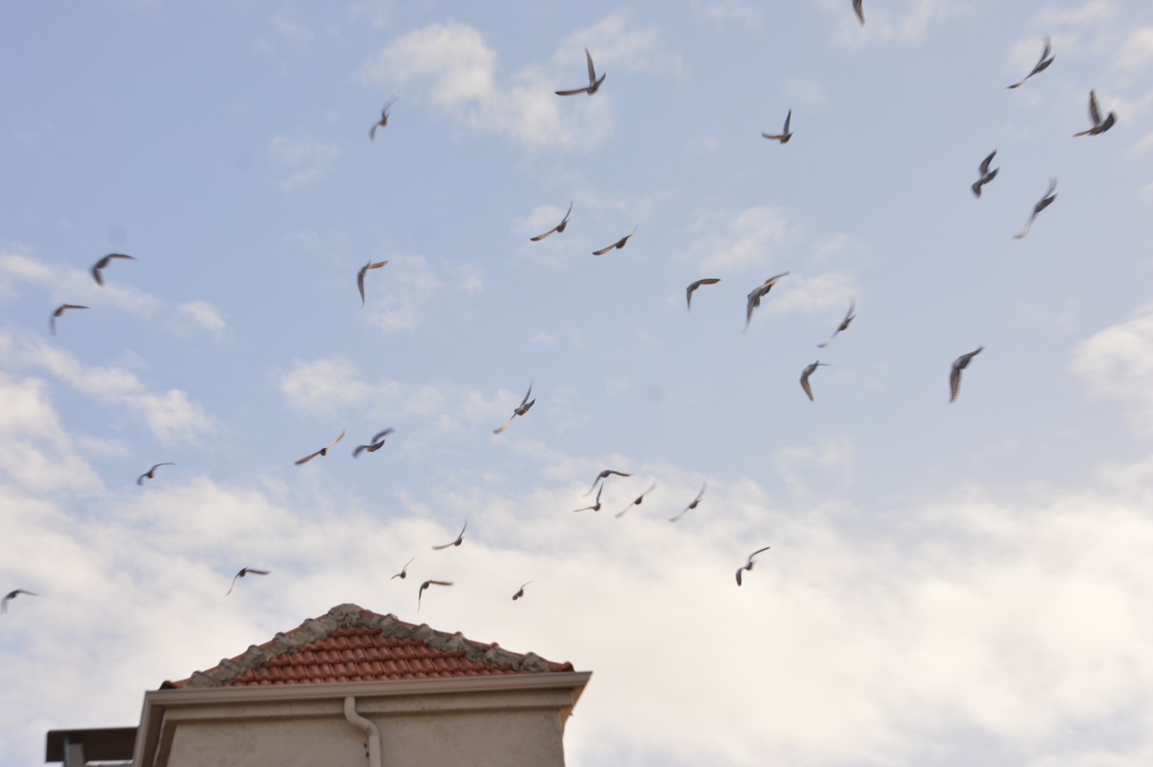 DSC_0763 (Büyük).JPG